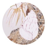 Palm Cove Seashell Ceramic Coaster